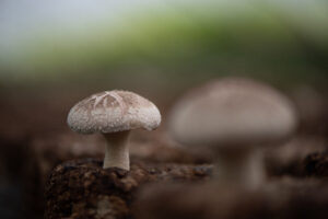 사람이기 때문에 사랑한다.